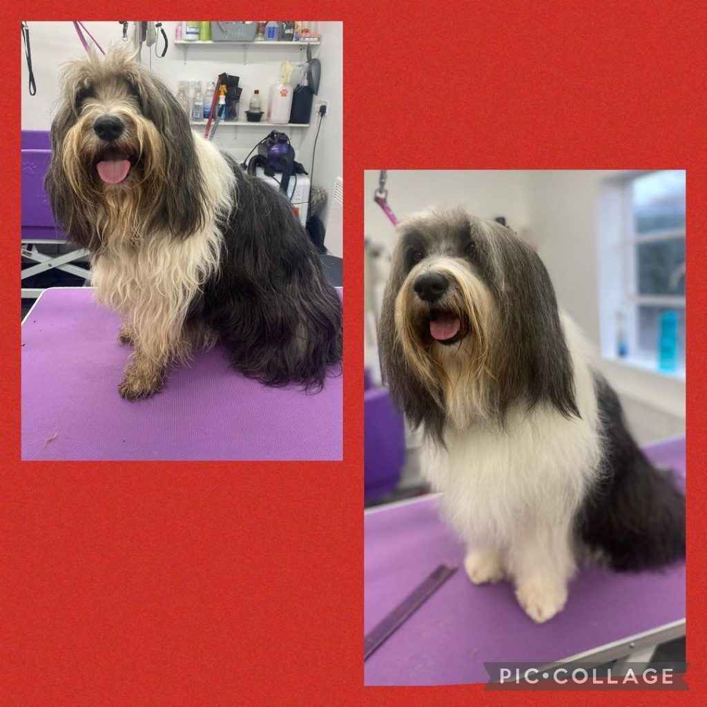 Dog Groomers in Bristol Gallery Sweets Dog Grooming