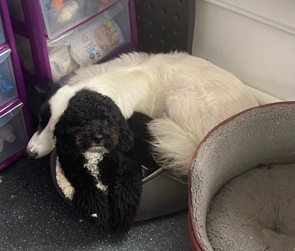 Dog Groomers in Bristol Gallery Sweets Dog Grooming