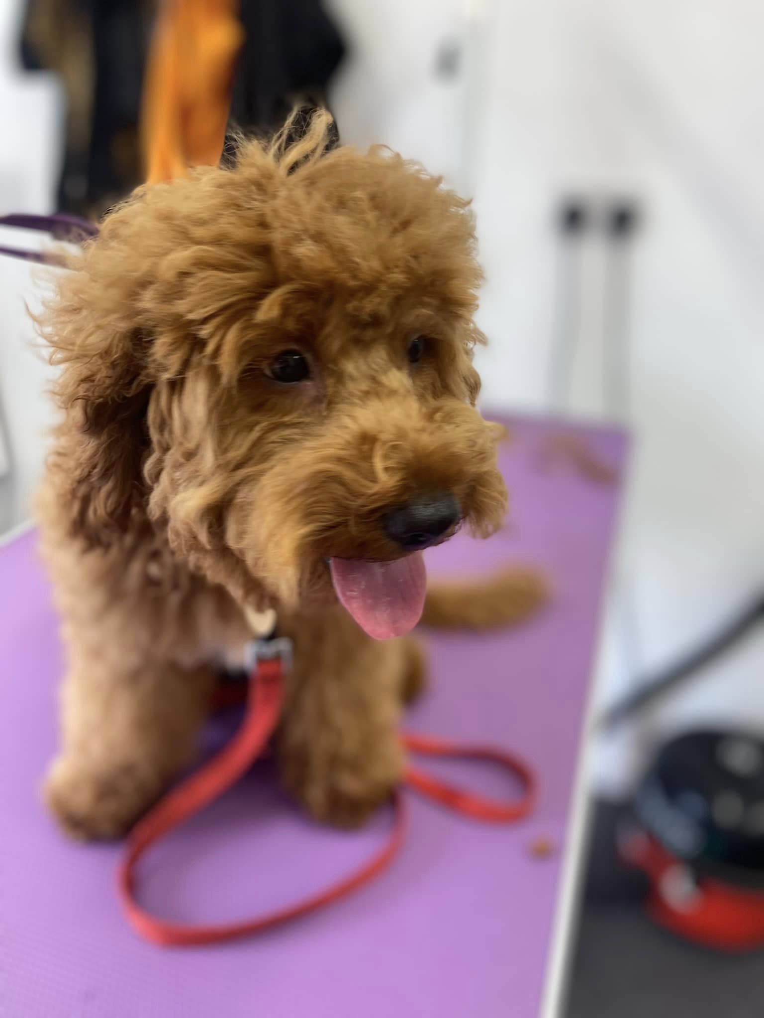 Dog Grooming in Ashton, Bristol Sweets Dog Grooming